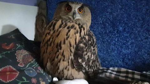 猫头鹰爆料视频,揭秘神秘视频背后的惊人真相